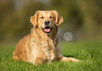 Golden Retriever Bath