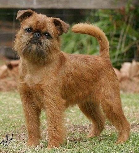 Brussels Griffon - Bath & Fluff