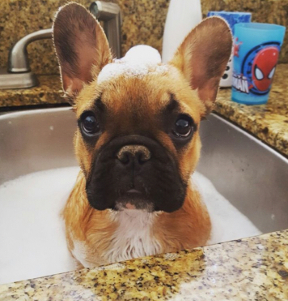 Small Bath Dog