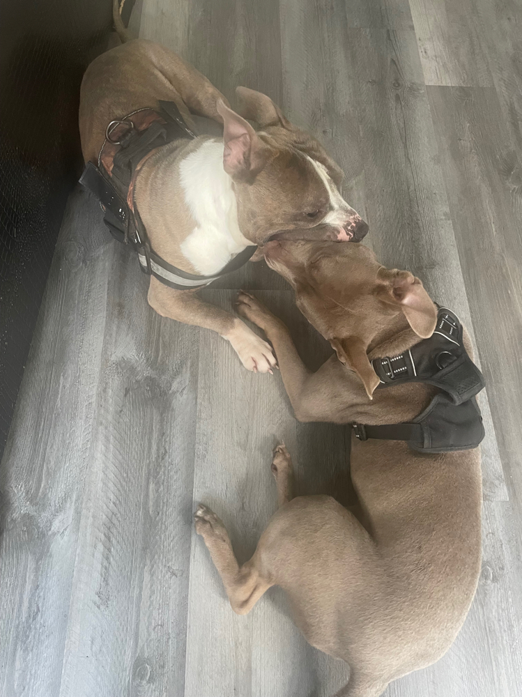 Doggy Day Care at Paws and Pubs Patrol in Baltimore, MD