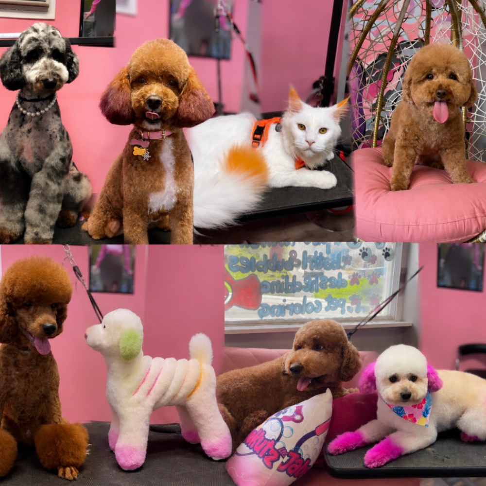 Asian Fusion Spa Deluxe Groom at Jabre The Groomer✂️ in Halethorpe, MD