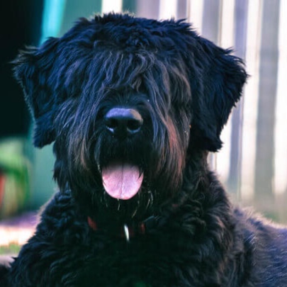 Bouvier at The Groom Room in Hope Mills, NC