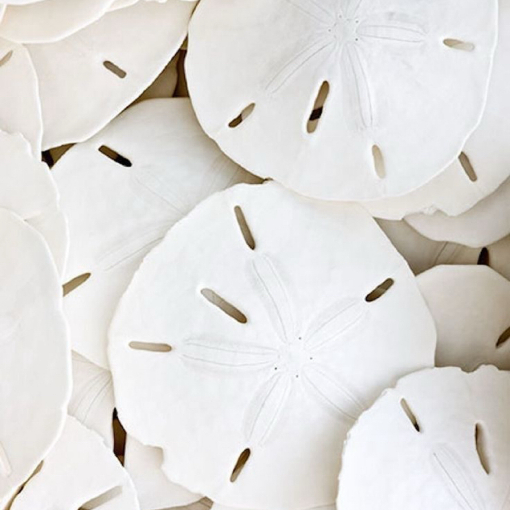 Root Touch Up & Partial Highlight at Mane Evolution Hair in South Pasadena, FL