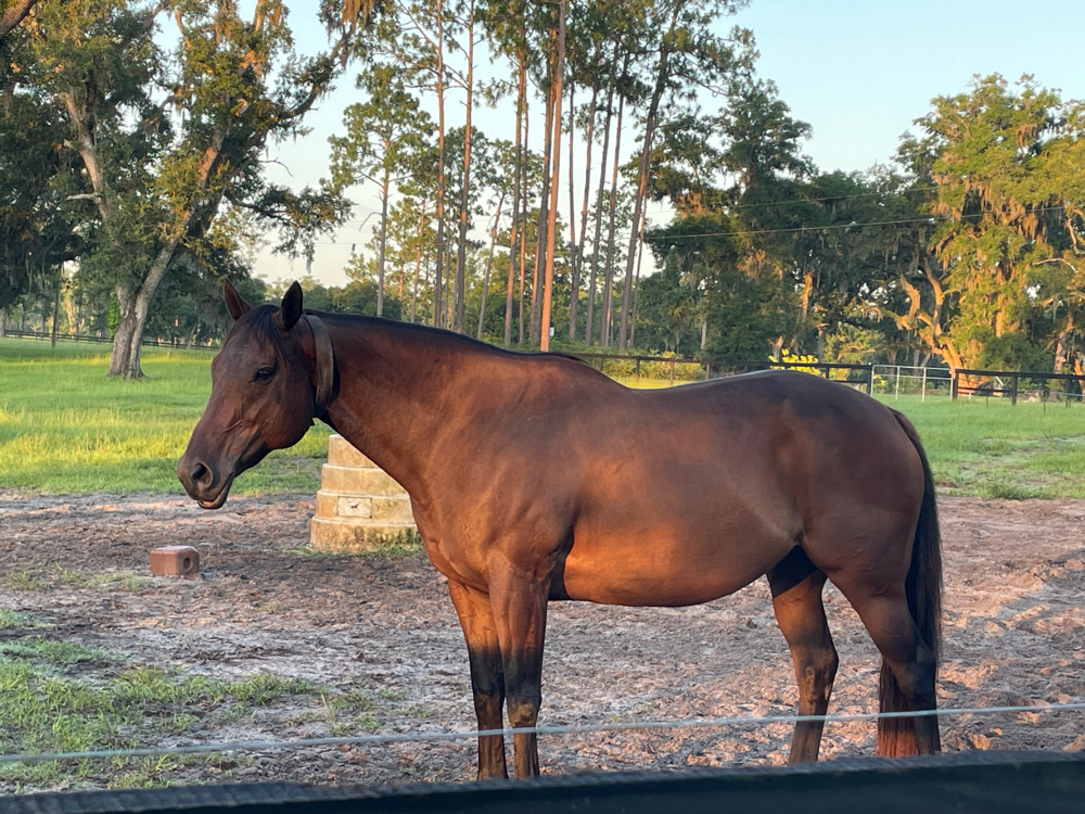 Equestrian Rider Recovery Bliss