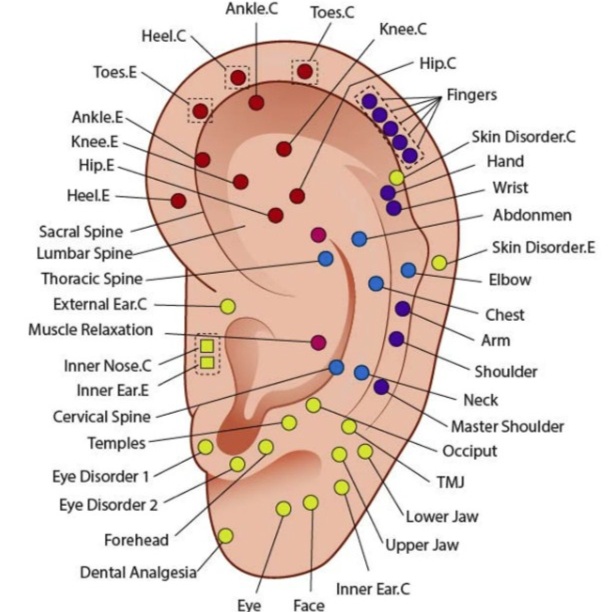 Ear Seed/Auricular Therapy at Blue Lotus Spa in Fall River, MA