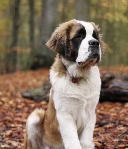 St. Bernard - Haircut