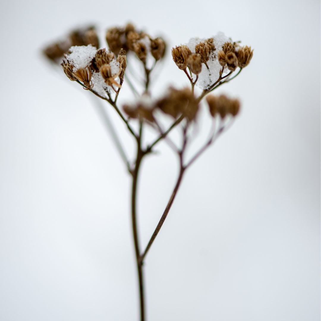 Bikini & Body Waxing