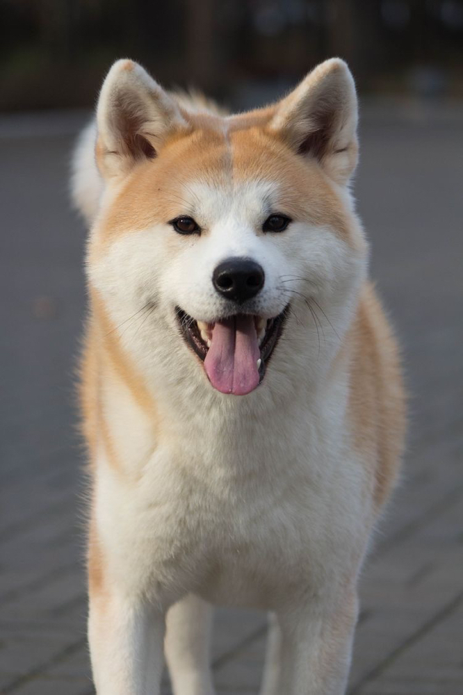 Akita - Bath & Fluff