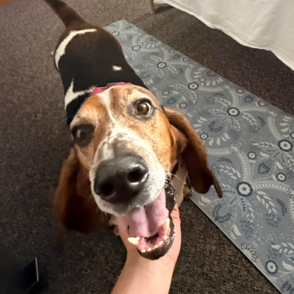 Canine Massage at Shoulder Fairy Massage in Breckenridge, CO