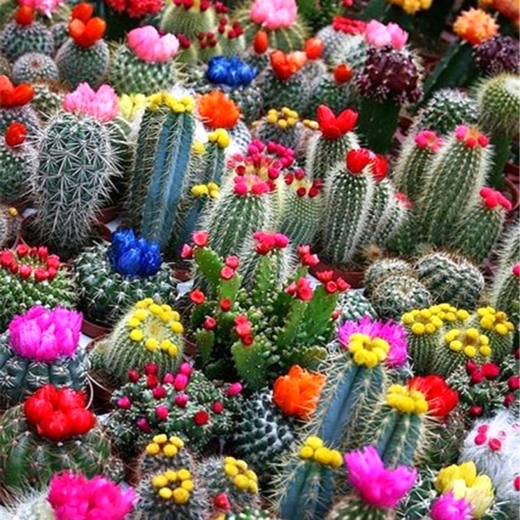 Sunday/Monday Special