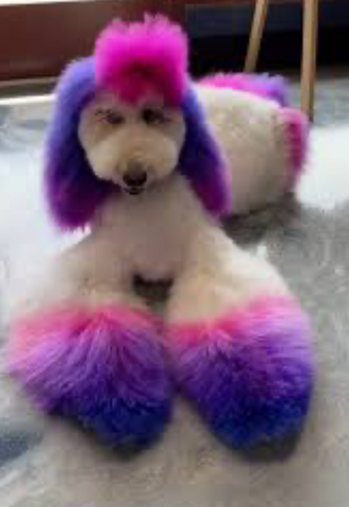 Specialty Dye (Full Dog)