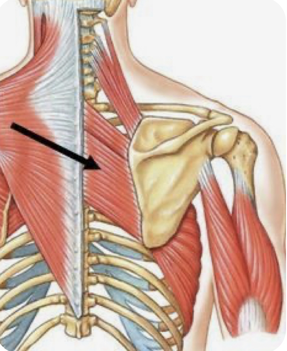 Release (Shoulder)