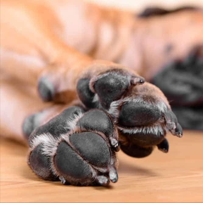 Pawdicure at Tuolumne Tails Grooming in Tuolumne, CA