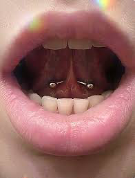 Frenulum