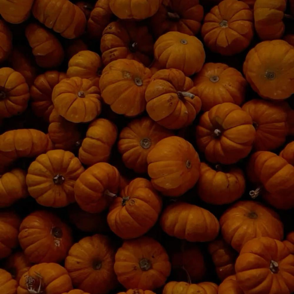 Perfect Pumpkin Facial 🎃 at Blushing Yucca Esthetics in Alamogordo, NM