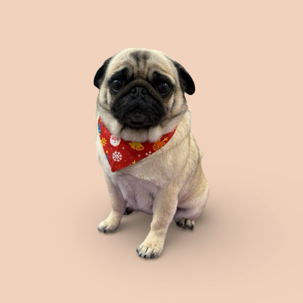 0-19lbs Short/Smooth Coat Bath at The Pet BOOtique in Carrollton, TX