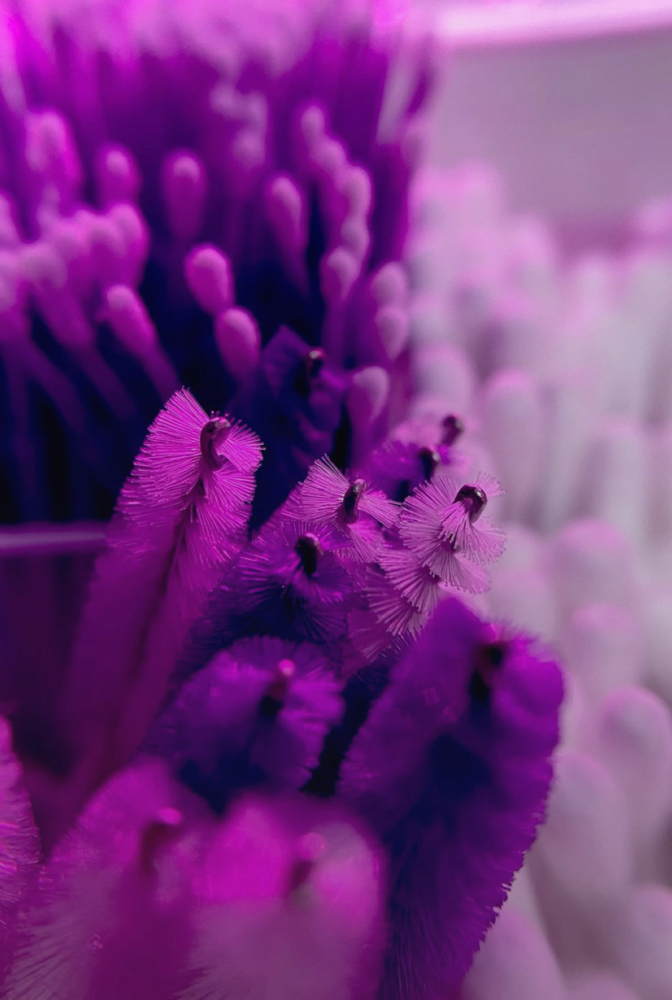 Full Bicini Wax at PURPLE LASHES & BROWS in Key West FL, FL