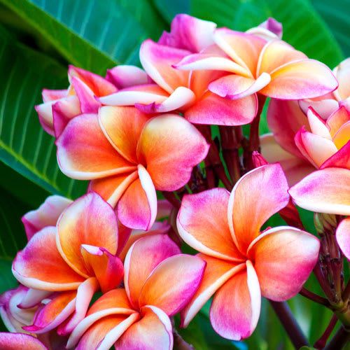 Gloss Service Only (Toner)