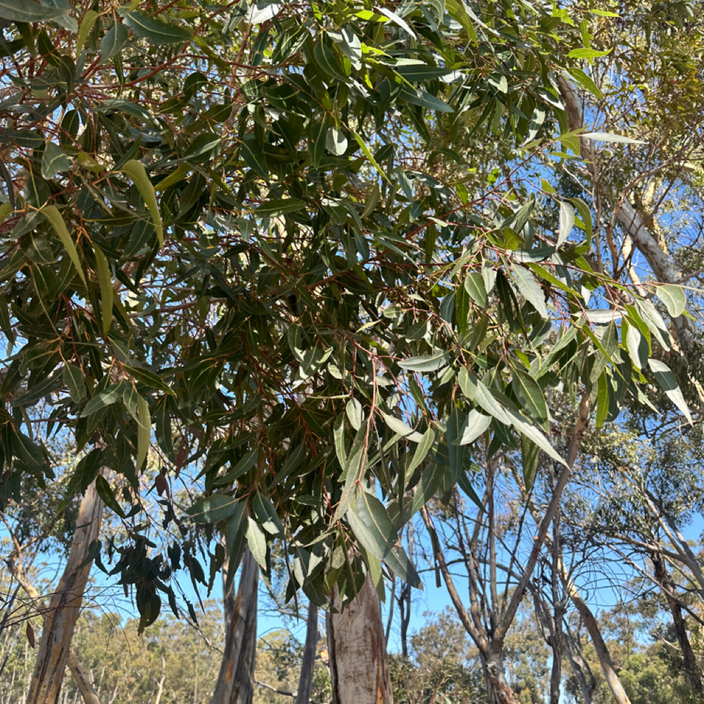 Postpartum Support— INSURANCE