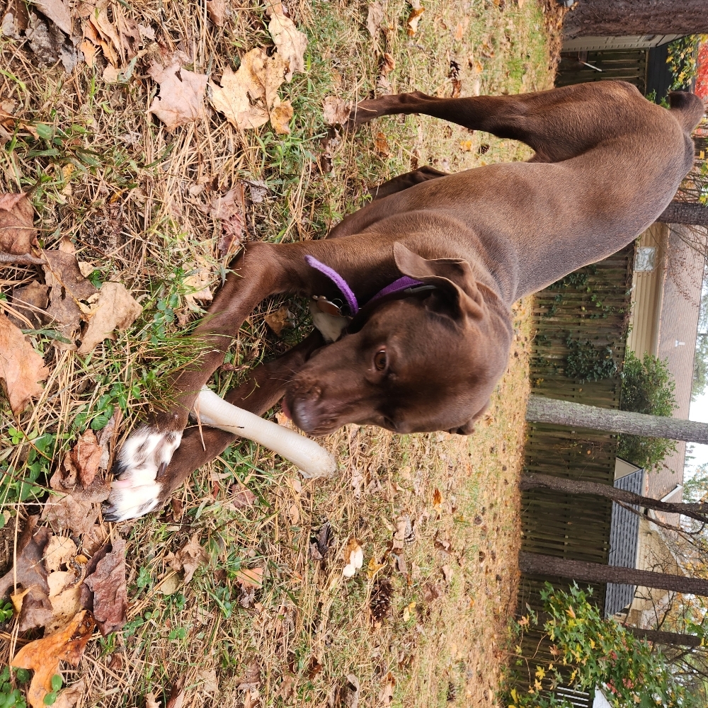 Drop In Care at The Dog Mom Pet Services in Lusby, MD