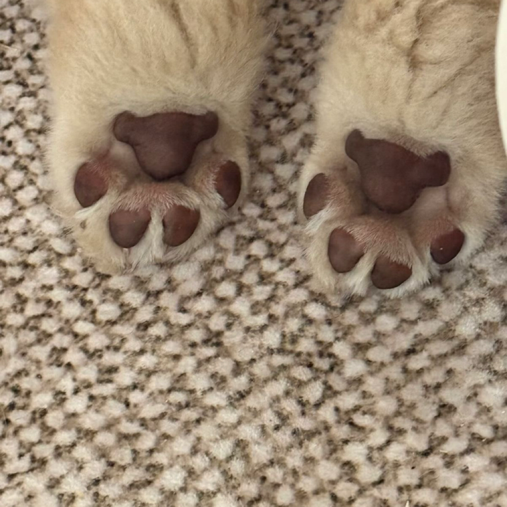 Nails at Bark Avenue Private Grooming Salon in Manitou Springs, CO