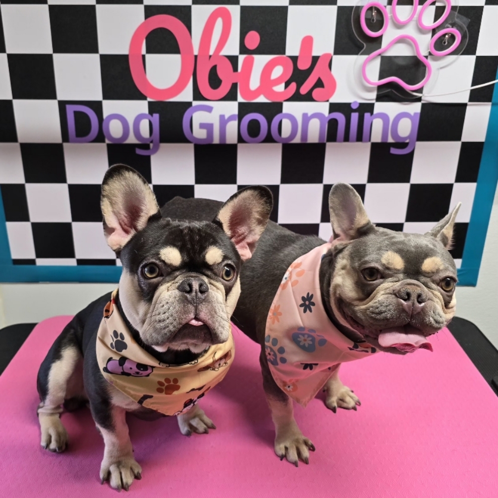 Bath & Brush (0–20 lbs) at Obie's Dog Grooming in Monahans, TX