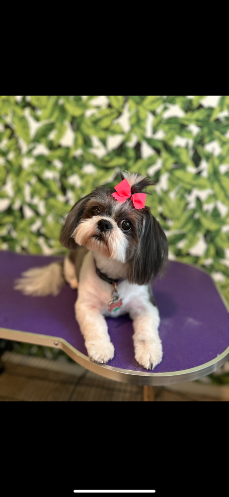Small- Full Groom