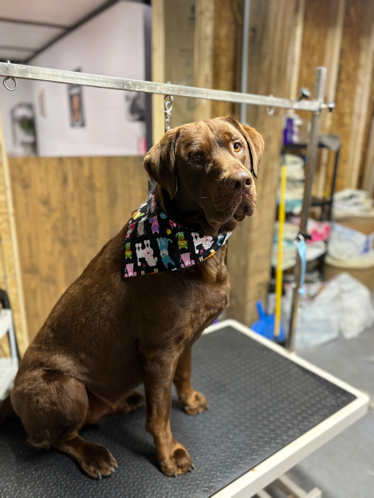 Large Dog- Bath