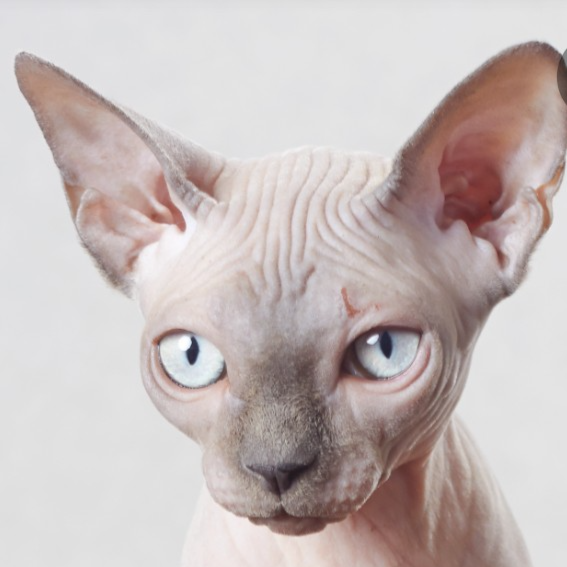 Brazilian Wax (female only) at Magnolia Skin Spa in Youngsville, NC