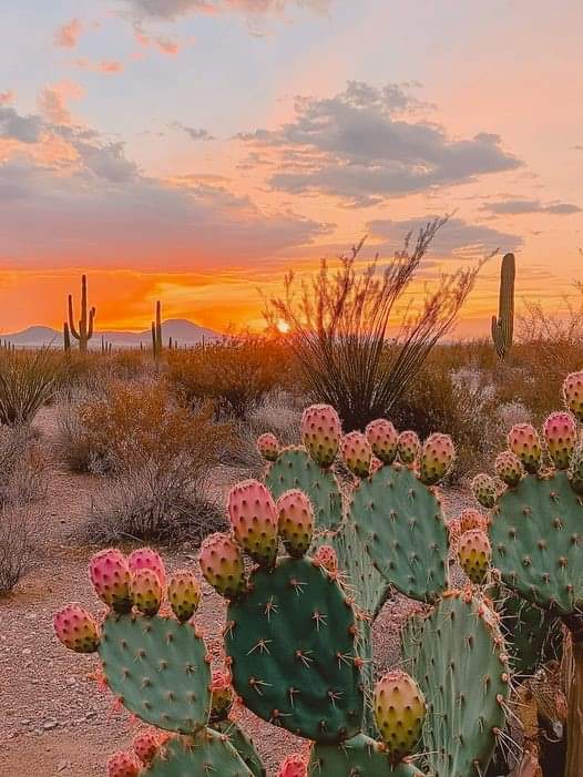 Cactus Flower Body Ritual 🌵