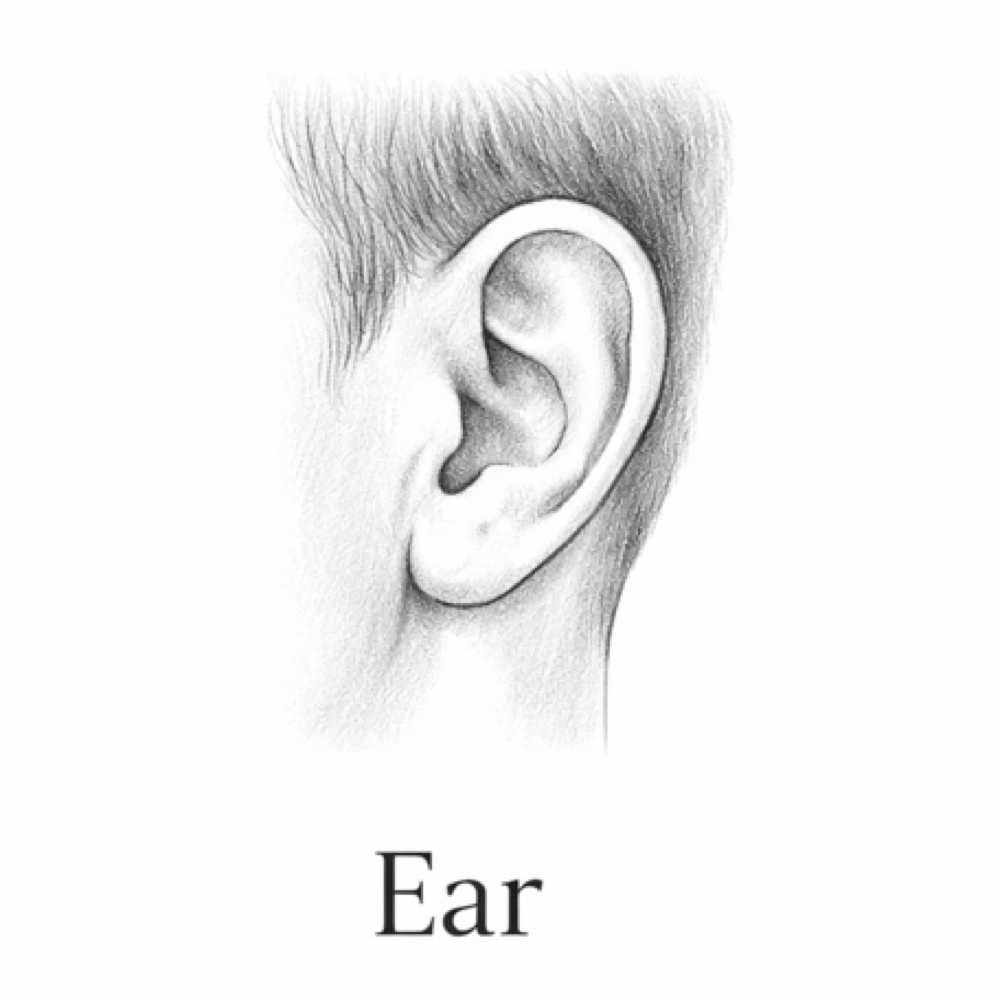 Ear at Waterbaby Wax Co. in Canyon Lake, CA