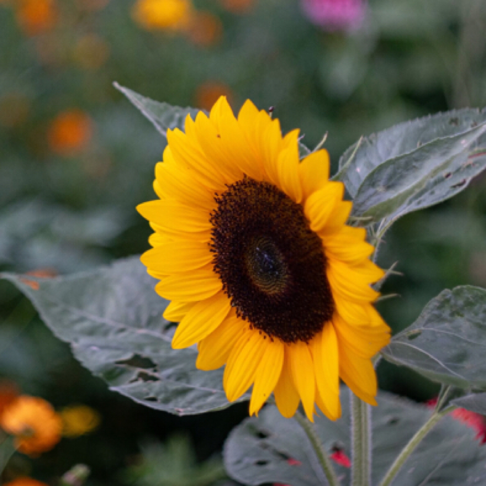 90 Minute Massage at Wildflower Massage Therapy in Lexington, KY