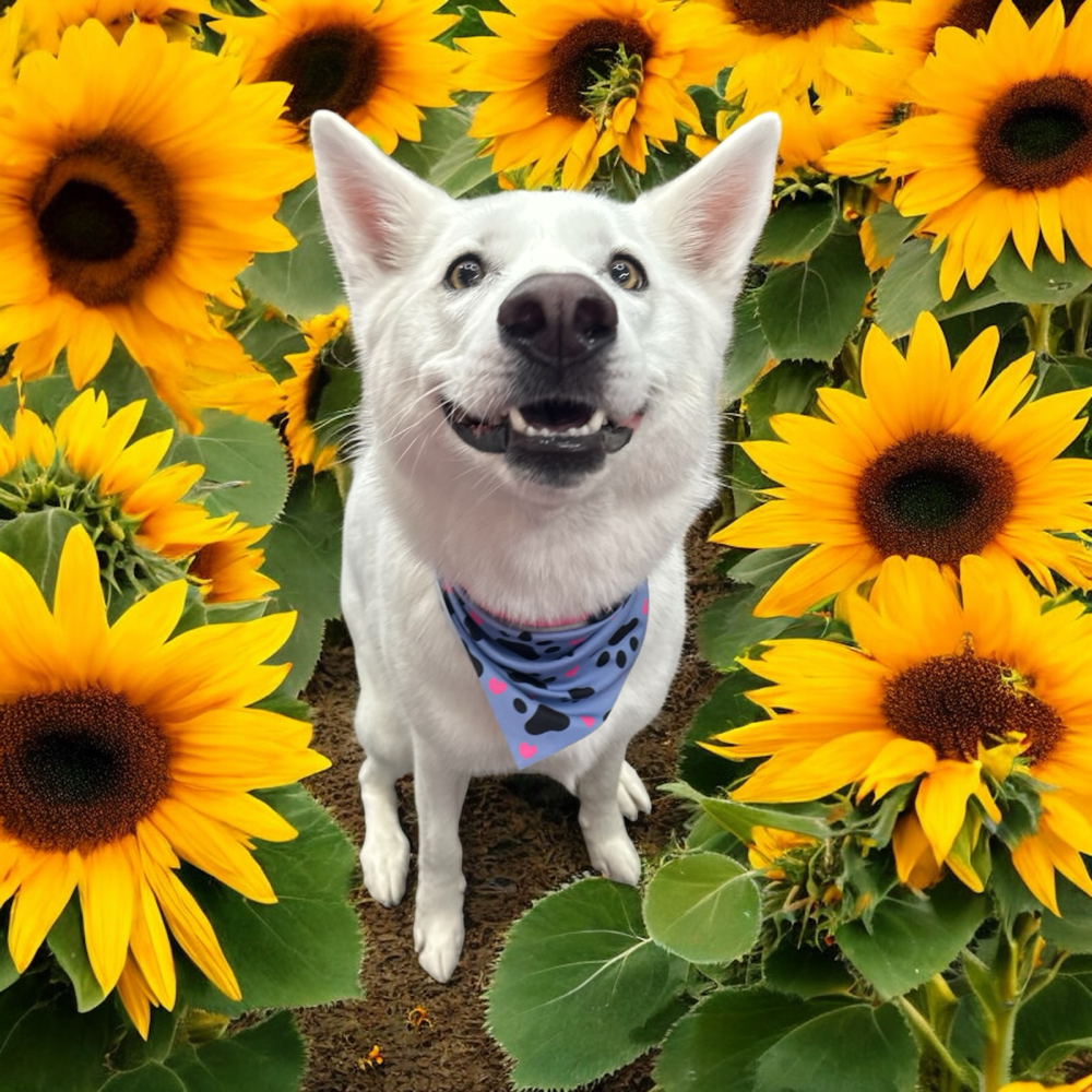Double-Coated Hair · Full Groom · P