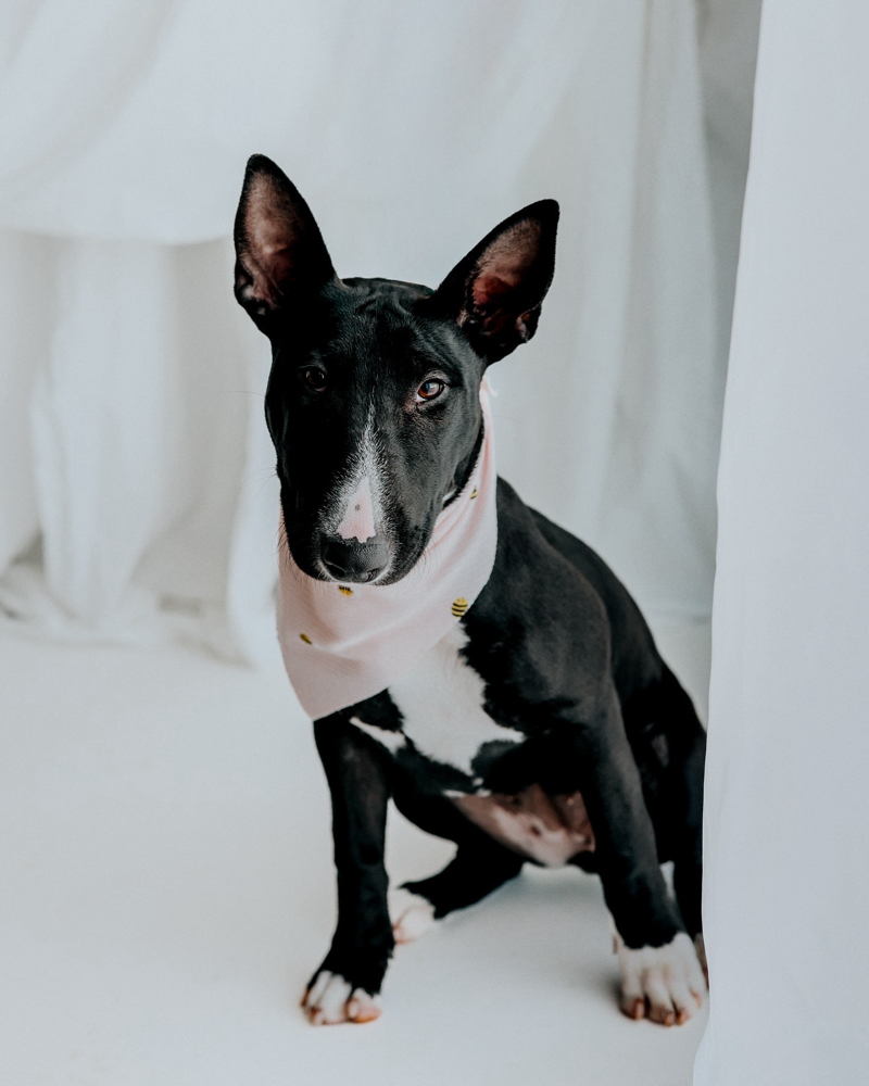 Pet Spa Bath Package