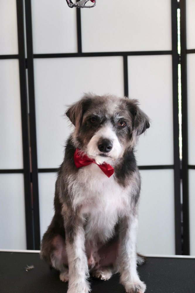 Full Groom Medium at Blu Paws Grooming in Northglenn, CO