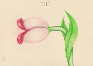 Tulip special