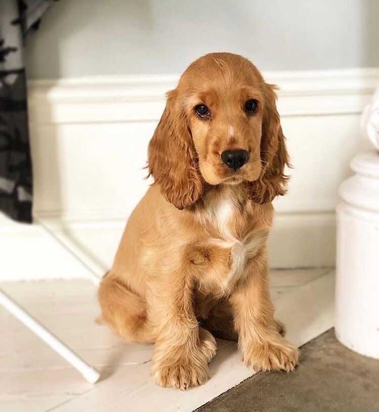 Cocker Spaniel - Haircut