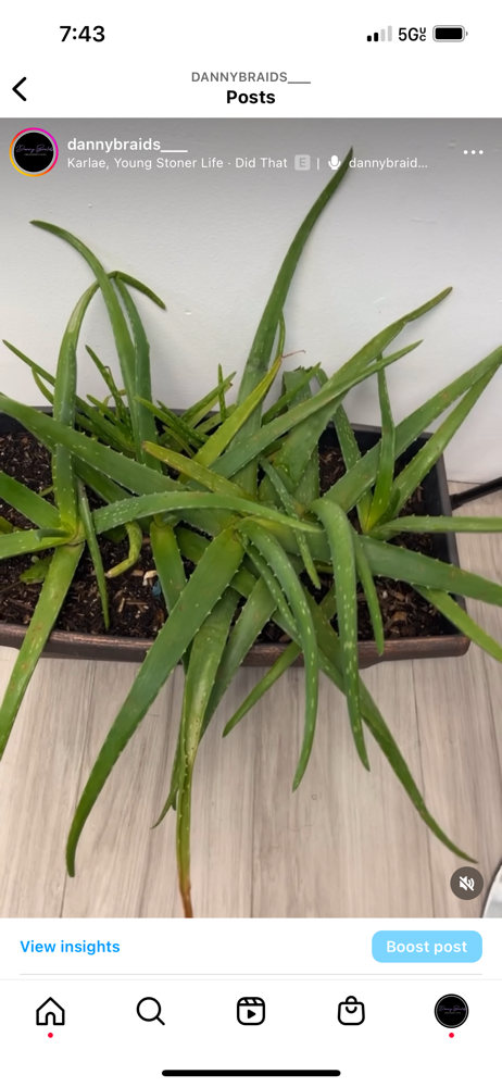 Aloe Vera Treament