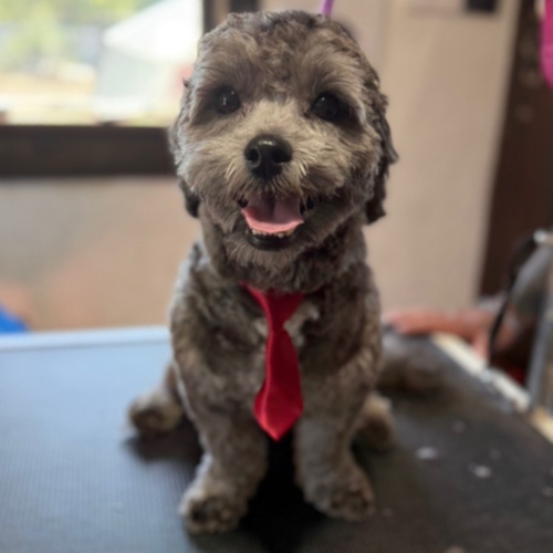 Full Groom (2dogs) at Tabs Grab & Groom in Alamosa, CO