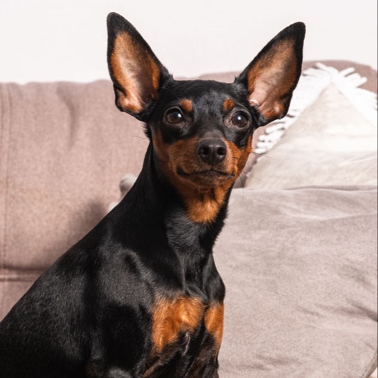 Miniature Pinscher BBN at The Groom Room in Hope Mills, NC