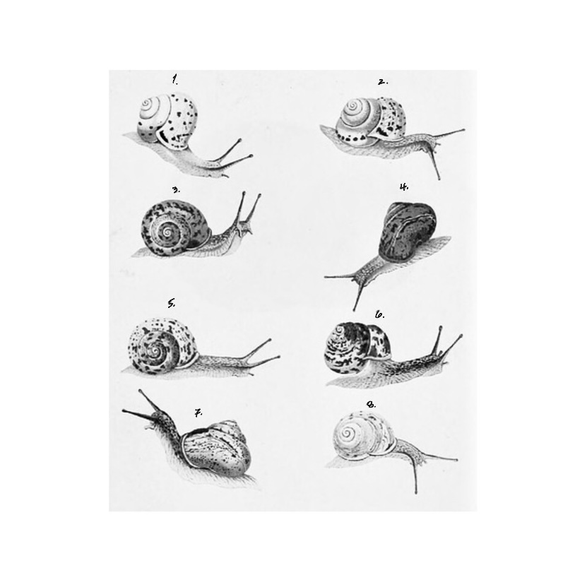 Repeatable Snails