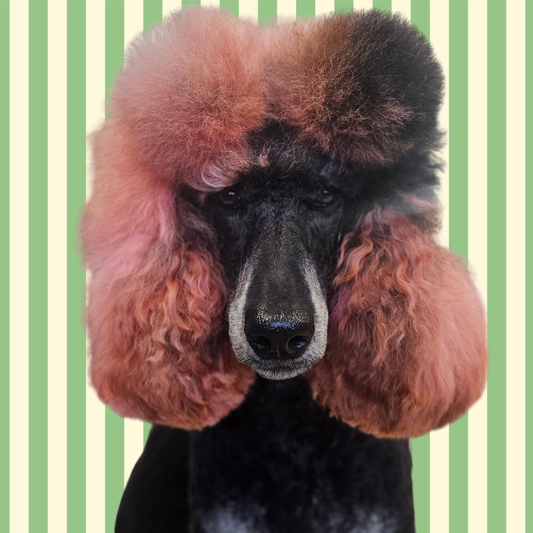 Grooming Large at The Barkside Groomery in Georgetown, KY