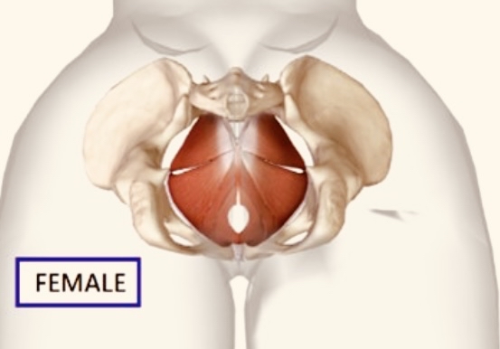 Pelvic Floor Massage