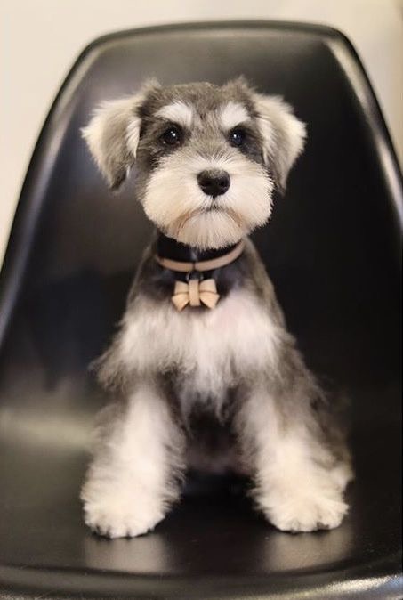 Schnauzer Mini - Touch up