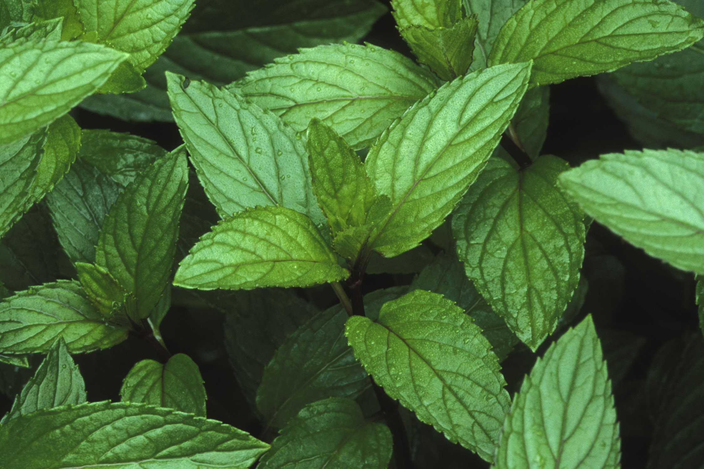 Peppermint Scalp Treatment