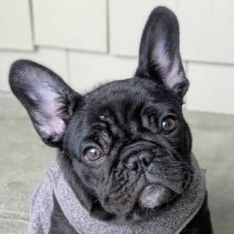 French Bulldog (Frenchie) BBN at The Groom Room in Hope Mills, NC