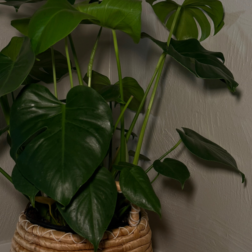 SereneLift at SereneSkin in Porterville, CA