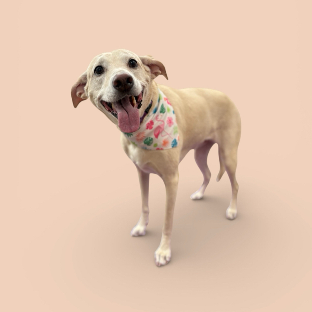 36-50 Lbs Short/Smooth Coat Bath at The Pet BOOtique in Carrollton, TX