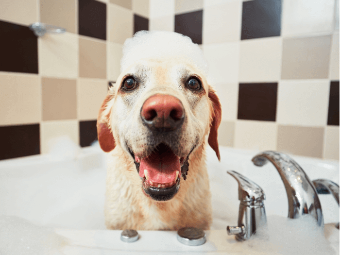 Small Dog Bath