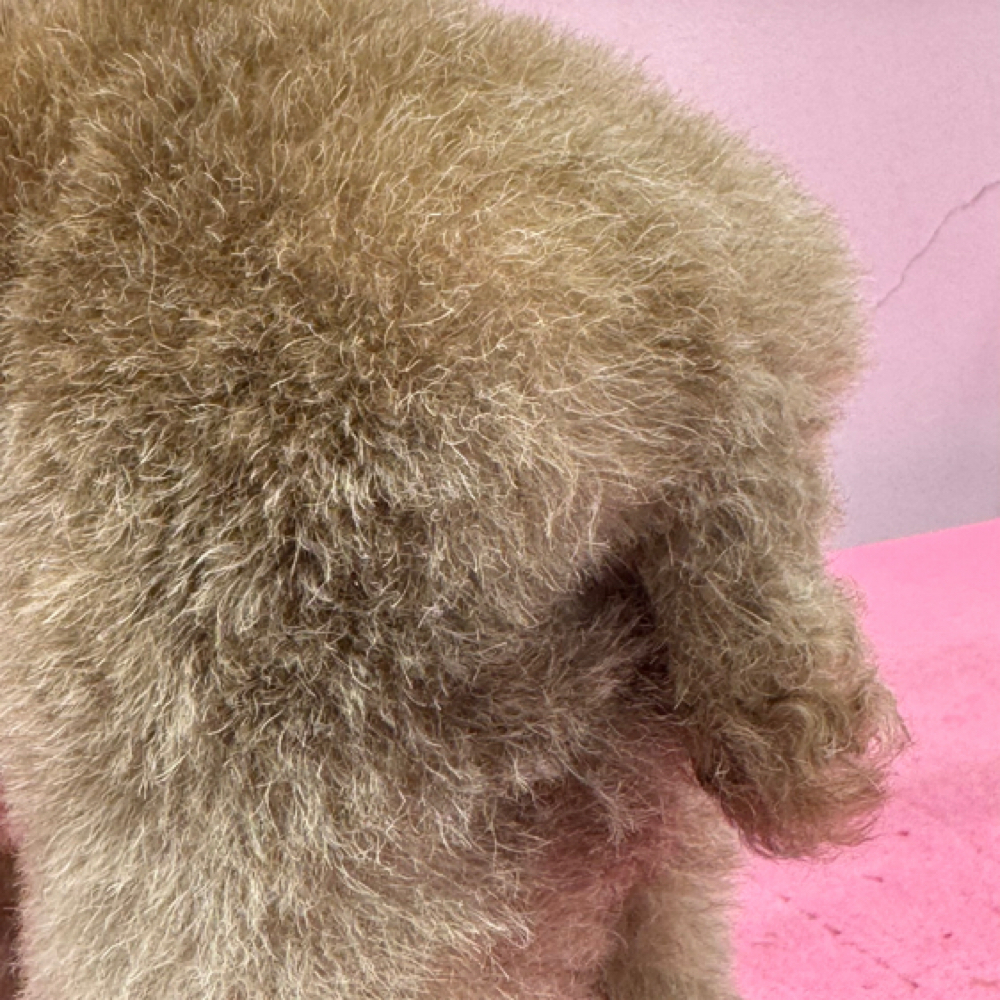 Anal Gland Expression at Dog grooming by loreena and spa in Charlotte, NC